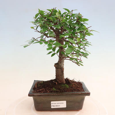 Izbová bonsai - Ulmus parvifolia - malolistá brest - 1