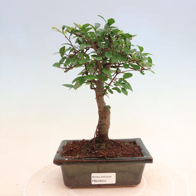 Izbová bonsai - Ulmus parvifolia - malolistá brest - 1