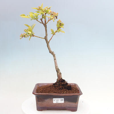 Vonkajšie bonsai - kanadská čučoriedka - Vaccinium corymbosum - 1