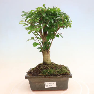 Izbová bonsai -Ligustrum chinensis - Vtáčí zob - 1