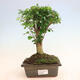 Izbová bonsai -Ligustrum chinensis - Vtáčí zob - 1/3