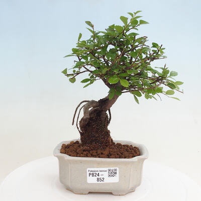 Izbová bonsai - Ulmus parvifolia - malolistá brest - 1