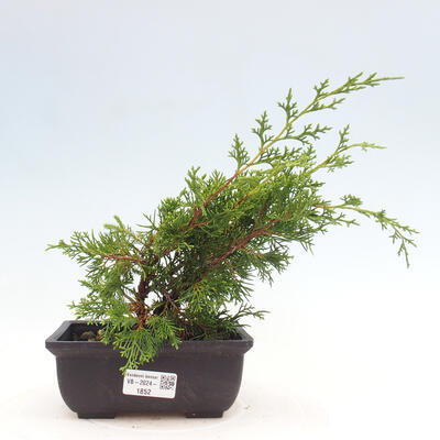 Vonkajší bonsai - Juniperus chinensis ITOIGAWA -Jalovec čínsky