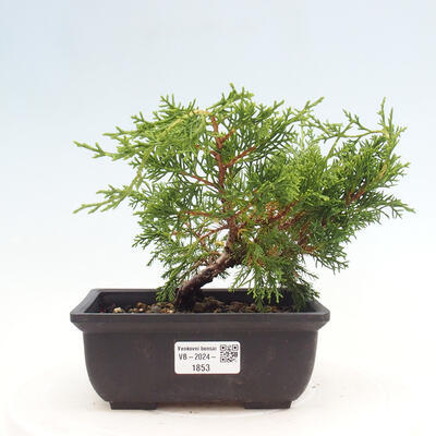 Vonkajší bonsai - Juniperus chinensis ITOIGAWA -Jalovec čínsky