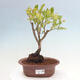 Vonkajšie bonsai - kanadská čučoriedka - Vaccinium corymbosum - 1/4
