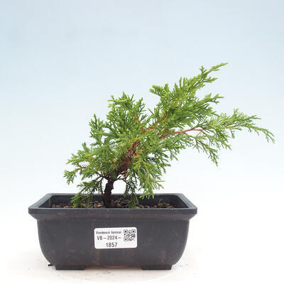 Vonkajší bonsai - Juniperus chinensis ITOIGAWA -Jalovec čínsky