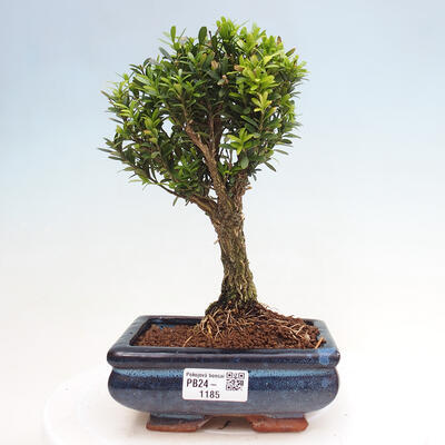 Izbová bonsai - Buxus harlandii - korkový buxus - 1