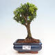 Izbová bonsai - Buxus harlandii - korkový buxus - 1/3