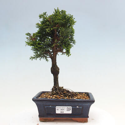 Vonkajší bonsai - Cham.pis obtusa Nana Gracilis - Cyprus - 1