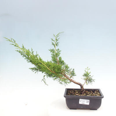 Vonkajší bonsai - Juniperus chinensis ITOIGAWA -Jalovec čínsky