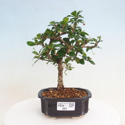 Izbová bonsai - Carmona macrophylla - Čaj fuki - 1