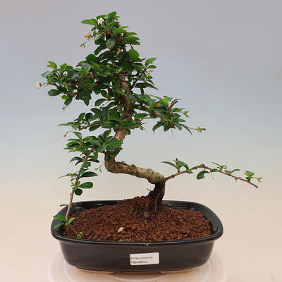 Izbová bonsai - Carmona macrophylla - Čaj fuki - 1