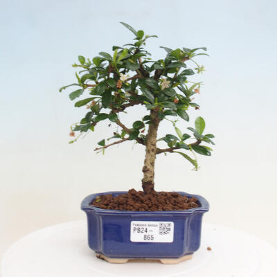 Izbová bonsai - Carmona macrophylla - Čaj fuki - 1