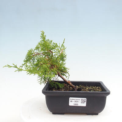 Vonkajší bonsai - Juniperus chinensis ITOIGAWA -Jalovec čínsky