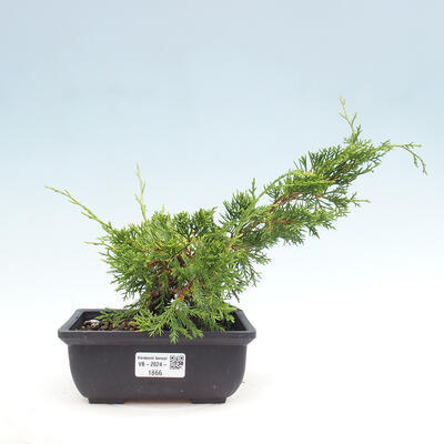 Vonkajší bonsai - Juniperus chinensis ITOIGAWA -Jalovec čínsky