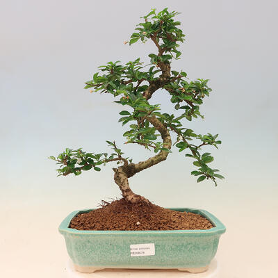 Izbová bonsai - Carmona macrophylla - Čaj fuki - 1