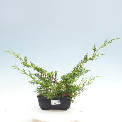 Vonkajší bonsai - Juniperus chinensis ITOIGAWA -Jalovec čínsky