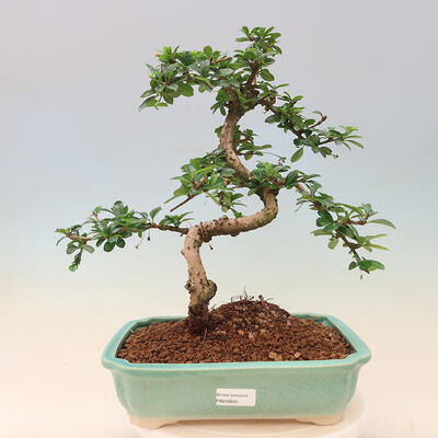 Izbová bonsai - Carmona macrophylla - Čaj fuki - 1