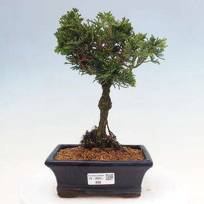 Vonkajší bonsai - Cham.pis obtusa Nana Gracilis - Cyprus - 1