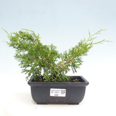 Vonkajší bonsai - Juniperus chinensis ITOIGAWA -Jalovec čínsky