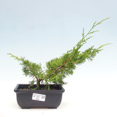 Vonkajší bonsai - Juniperus chinensis ITOIGAWA -Jalovec čínsky