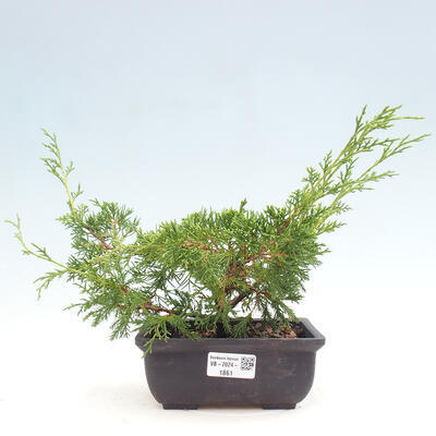 Vonkajší bonsai - Juniperus chinensis ITOIGAWA -Jalovec čínsky