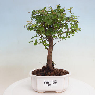 Izbová bonsai - Sagerécie thea - Sagerécie thea - 1