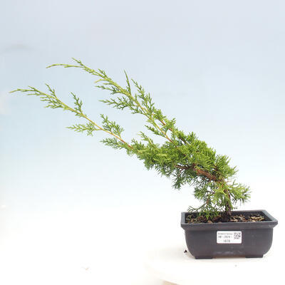 Vonkajší bonsai - Juniperus chinensis ITOIGAWA -Jalovec čínsky