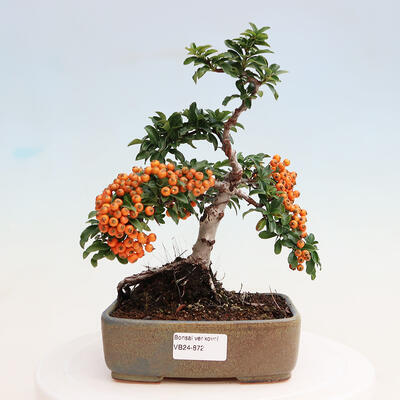 Vonkajšia bonsai-Pyracanta Teton -Hlohyně - 1