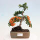 Vonkajšia bonsai-Pyracanta Teton -Hlohyně - 1/4