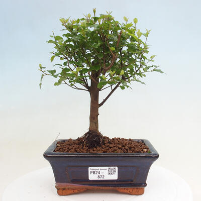 Izbová bonsai - Sagerécia thea - Sagerécia thea - 1