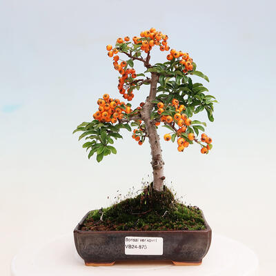 Vonkajšia bonsai-Pyracanta Teton -Hlohyně - 1