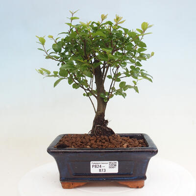 Izbová bonsai - Sagerécia thea - Sagerécia thea - 1