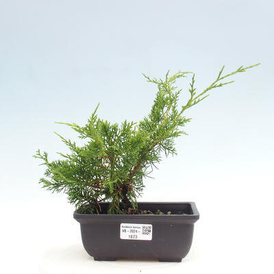 Vonkajší bonsai - Juniperus chinensis ITOIGAWA -Jalovec čínsky