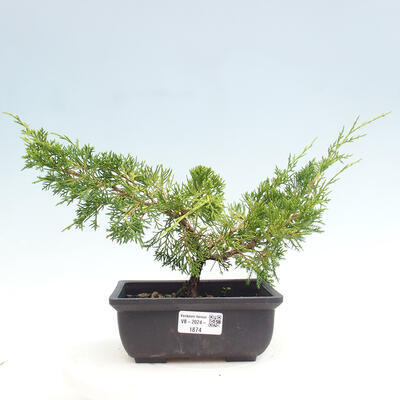 Vonkajší bonsai - Juniperus chinensis ITOIGAWA -Jalovec čínsky