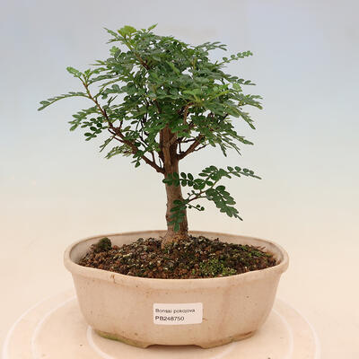 Izbová bonsai - Zantoxylum piperitum - Pepřovník - 1