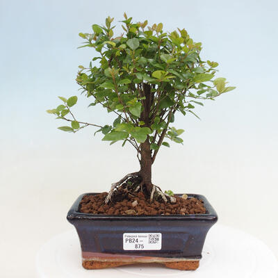 Izbová bonsai - Sagerécia thea - Sagerécia thea - 1