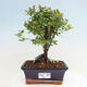 Izbová bonsai - Sagerécia thea - Sagerécia thea - 1/4