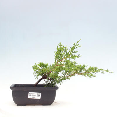 Vonkajší bonsai - Juniperus chinensis ITOIGAWA -Jalovec čínsky