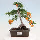 Vonkajšia bonsai-Pyracanta Teton -Hlohyně - 1/4