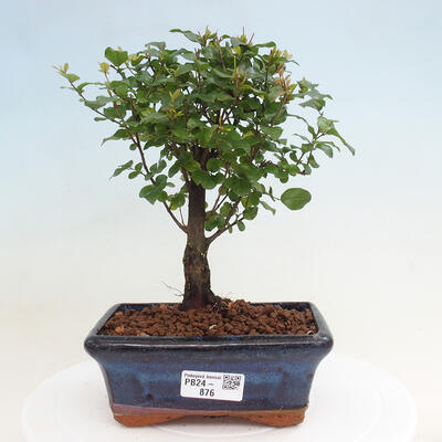 Izbová bonsai - Sagerécia thea - Sagerécia thea - 1