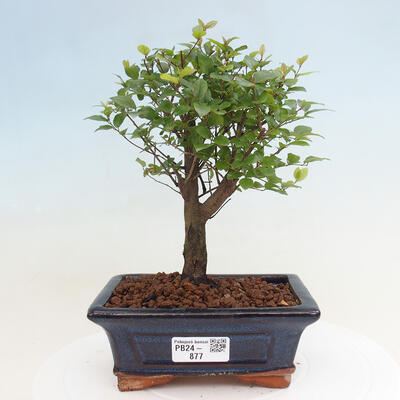 Izbová bonsai - Sagerécia thea - Sagerécia thea - 1