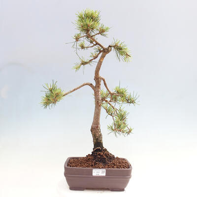 Vonkajšie bonsai - Pinus Sylvestris - Borovica lesná - 1