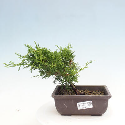 Vonkajší bonsai - Juniperus chinensis ITOIGAWA -Jalovec čínsky