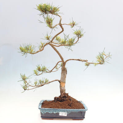 Vonkajšie bonsai - Pinus Sylvestris - Borovica lesná - 1