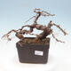 Vonkajší bonsai -Larix decidua - Smrekovec opadavý - 1/4