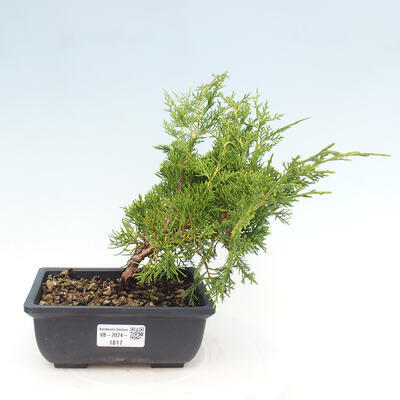 Vonkajší bonsai - Juniperus chinensis ITOIGAWA -Jalovec čínsky