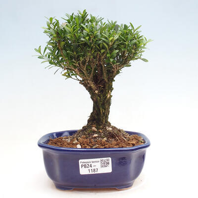 Izbová bonsai - Buxus harlandii - korkový buxus - 1