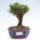 Izbová bonsai - Buxus harlandii - korkový buxus - 1/3