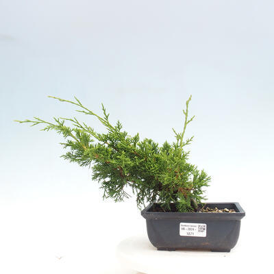 Vonkajší bonsai - Juniperus chinensis ITOIGAWA -Jalovec čínsky